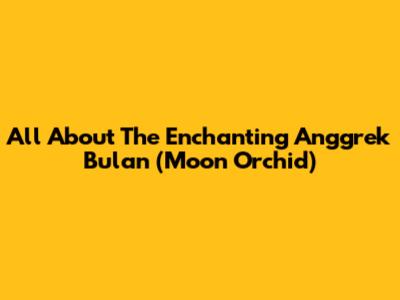All About The Enchanting Anggrek Bulan (Moon Orchid)