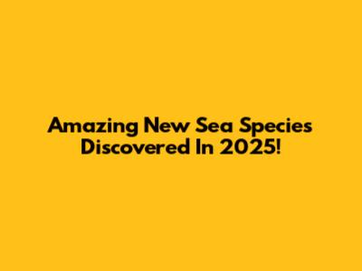 Amazing New Sea Species Discovered In 2025!