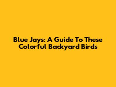 Blue Jays: A Guide To These Colorful Backyard Birds