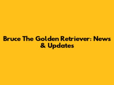 Bruce The Golden Retriever: News & Updates
