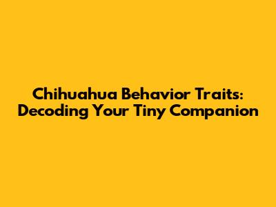 Chihuahua Behavior Traits: Decoding Your Tiny Companion