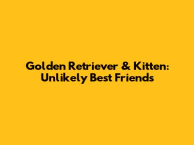 Golden Retriever & Kitten: Unlikely Best Friends