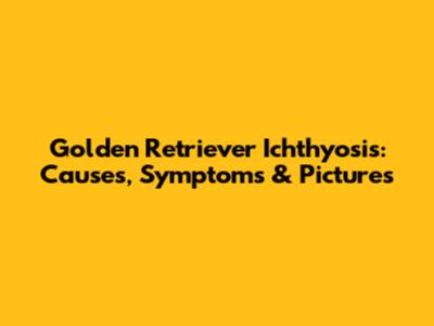 Golden Retriever Ichthyosis: Causes, Symptoms & Pictures