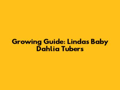 Growing Guide: Linda's Baby Dahlia Tubers