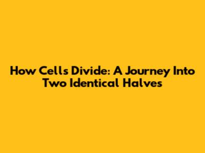 How Cells Divide: A Journey Into Two Identical Halves