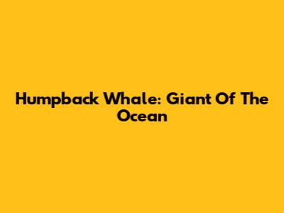 Humpback Whale: Giant Of The Ocean