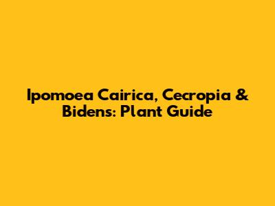 Ipomoea Cairica, Cecropia & Bidens: Plant Guide