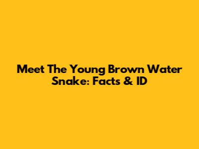 Meet The Young Brown Water Snake: Facts & ID