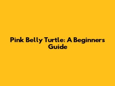 Pink Belly Turtle: A Beginner's Guide