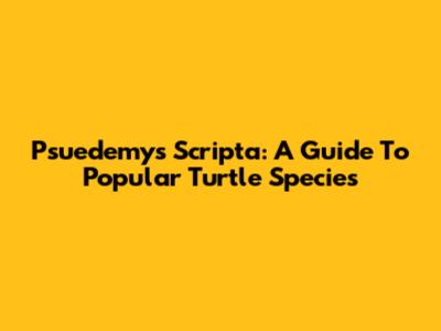Psuedemys Scripta: A Guide To Popular Turtle Species
