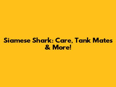 Siamese Shark: Care, Tank Mates & More!