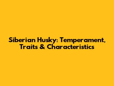 Siberian Husky: Temperament, Traits & Characteristics