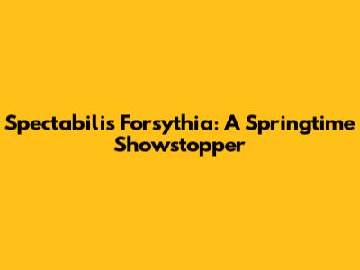 Spectabilis Forsythia: A Springtime Showstopper