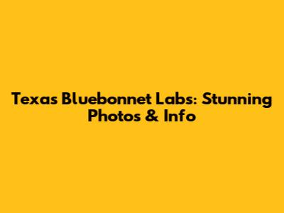 Texas Bluebonnet Labs: Stunning Photos & Info